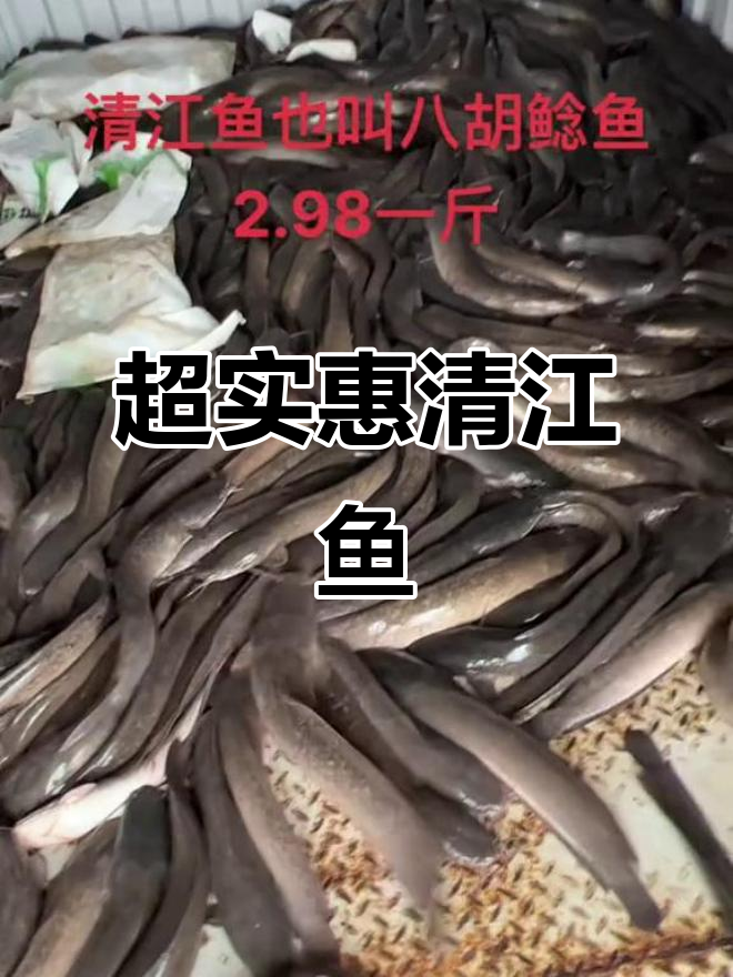 鲜活清江鱼,两块九毛八一斤,超值美味不容错过