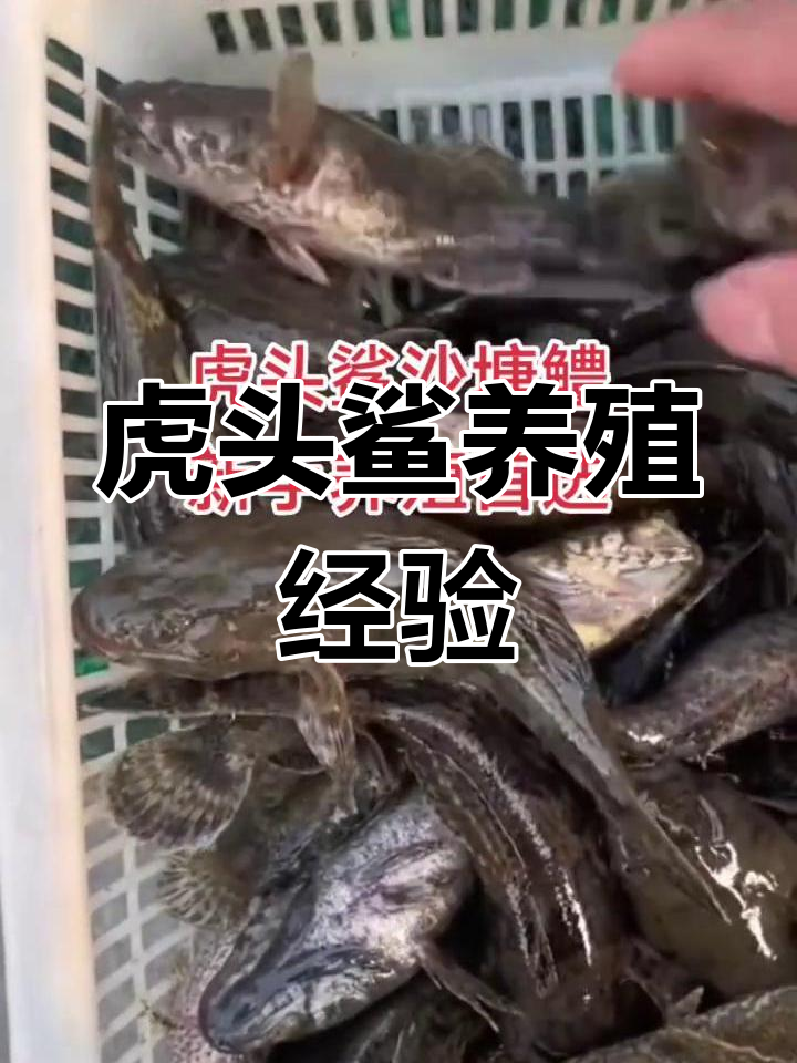 虎头鲨呆子鱼养殖技巧,轻松入门