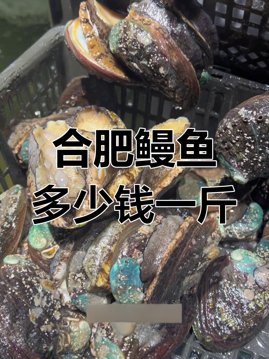 合肥鳗鱼市场价格分析