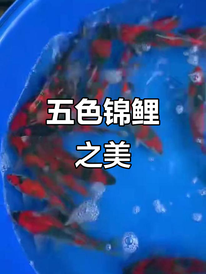 五色锦鲤,色彩斑斓,美丽非凡