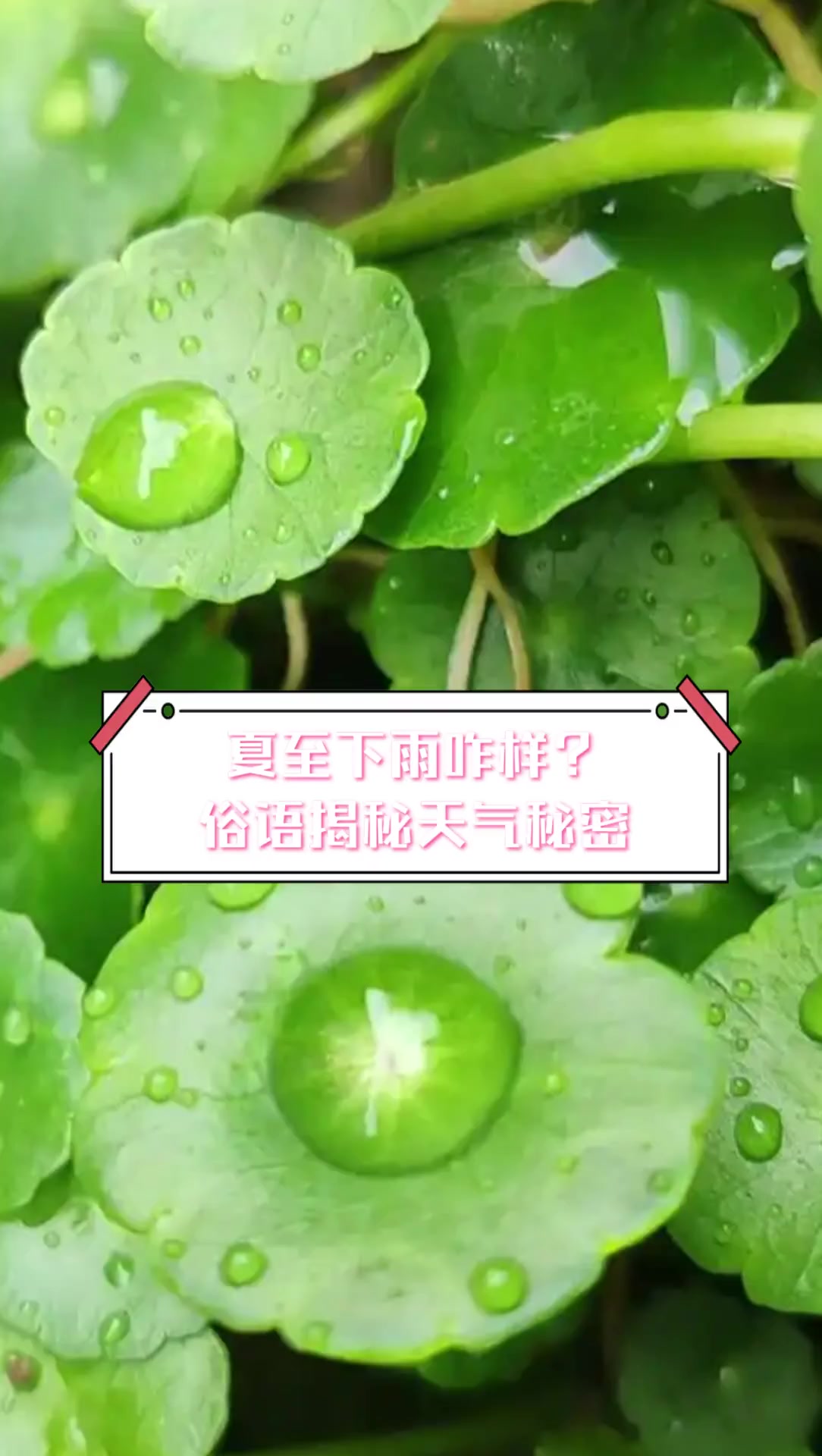 夏至下雨咋样?俗语揭秘天气秘密