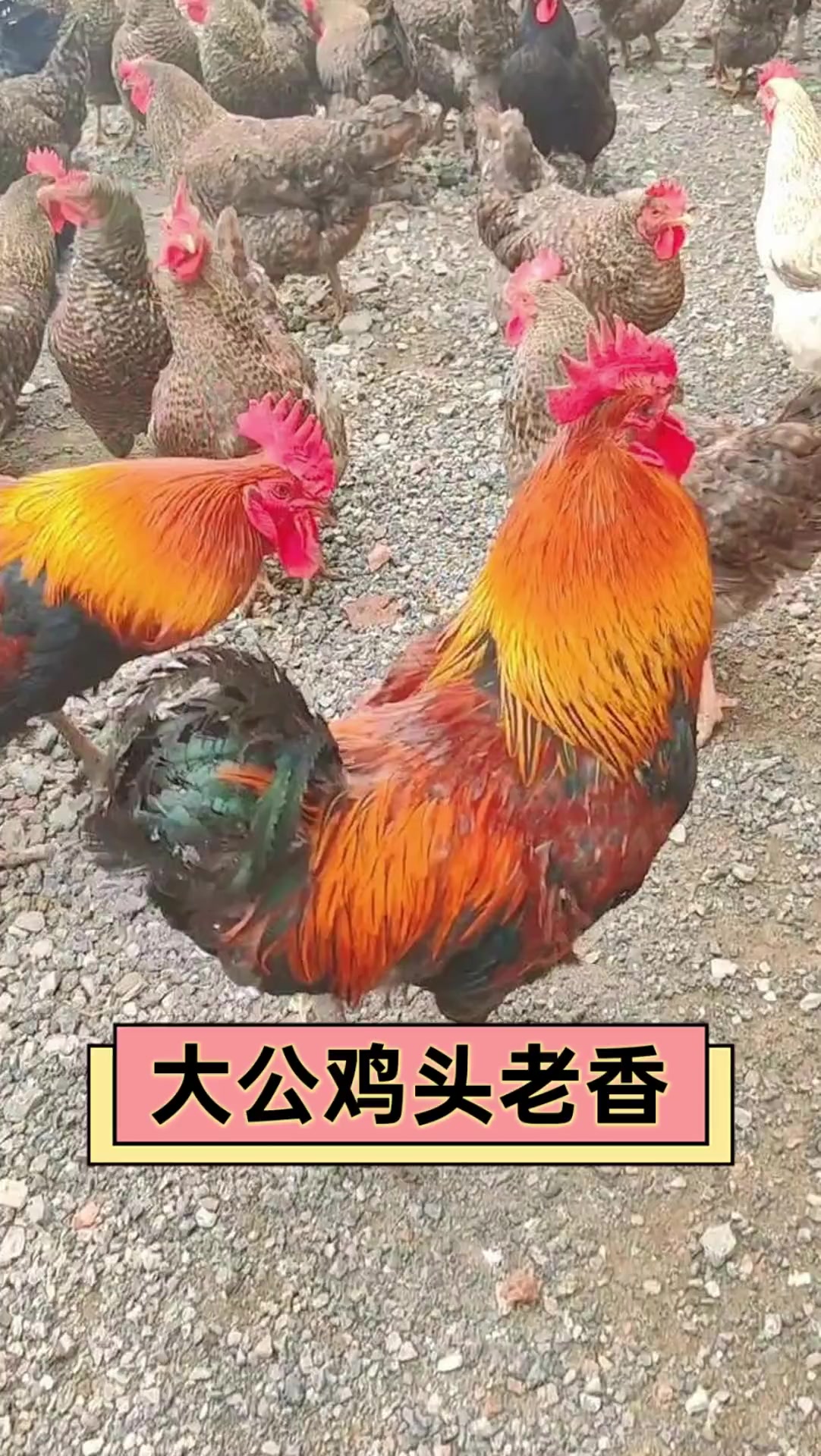 大公鸡头老香
