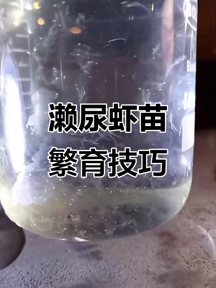 人工孵化濑尿虾苗,皮皮虾养殖技术揭秘