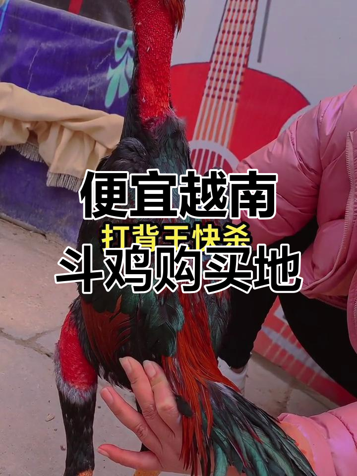 越南斗鸡:纯种公鸡的战斗机,哪里能买到便宜的?