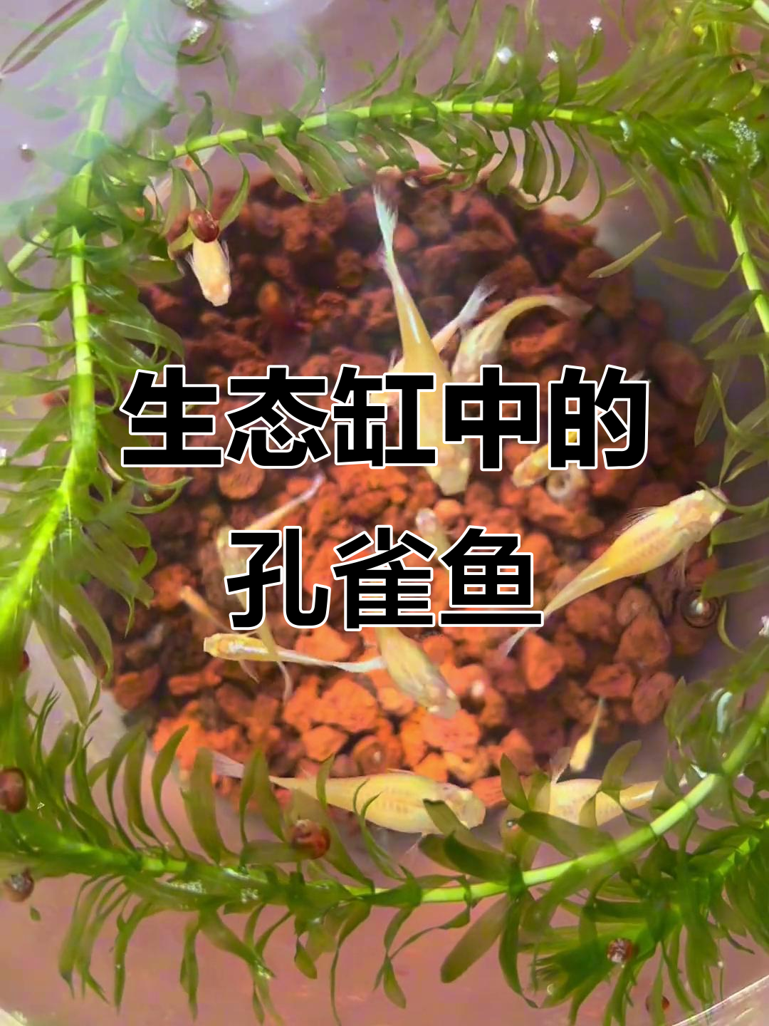 生态缸里的孔雀鱼,蓝白、黄鲍等品种混养,成长与变迁的故事