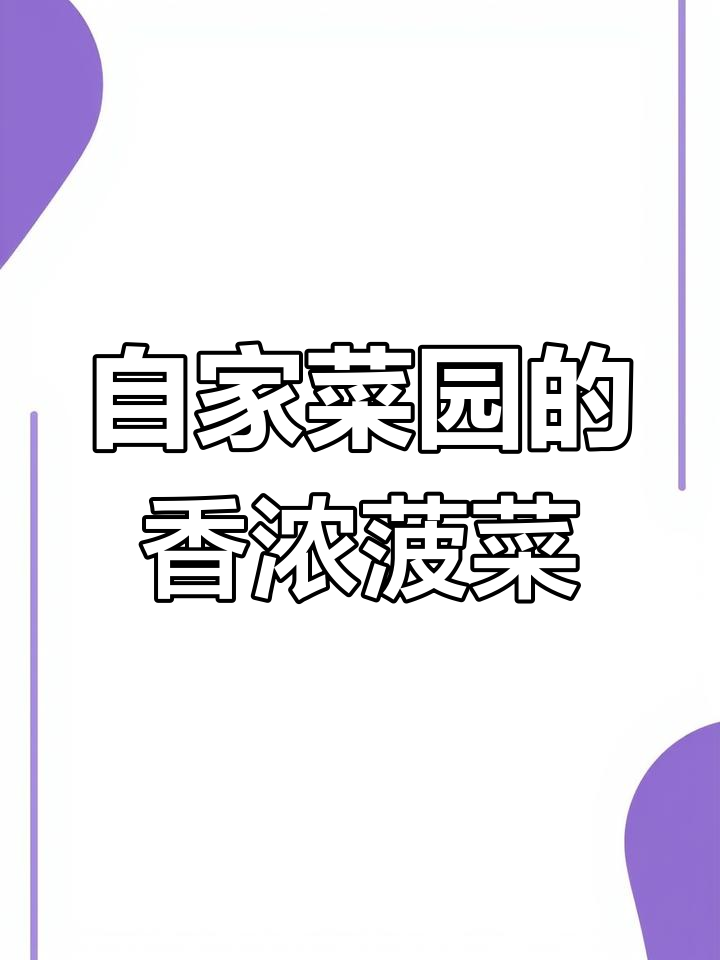 农家小叶菠菜,秋日香气扑鼻,口感鲜美!