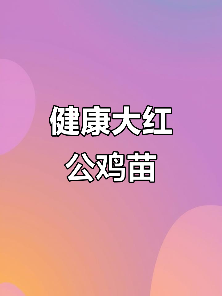全国发货,活泼健康大红公鸡苗,疫苗齐全