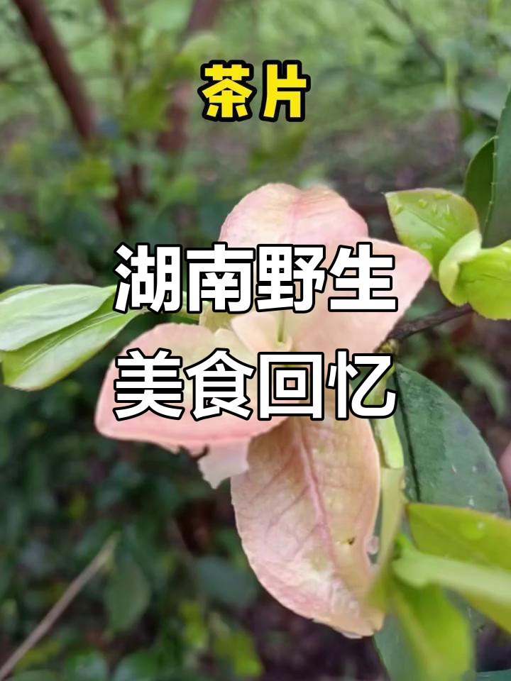 湖南童年野果大揭秘,这些美味你尝过吗?
