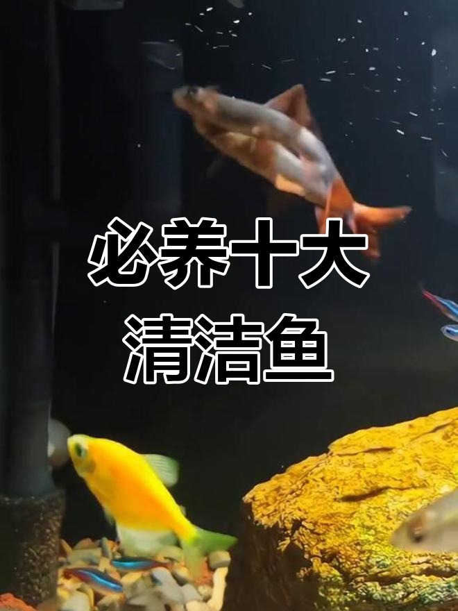 鱼缸必备十大清洁鱼,帮你打造健康水族环境