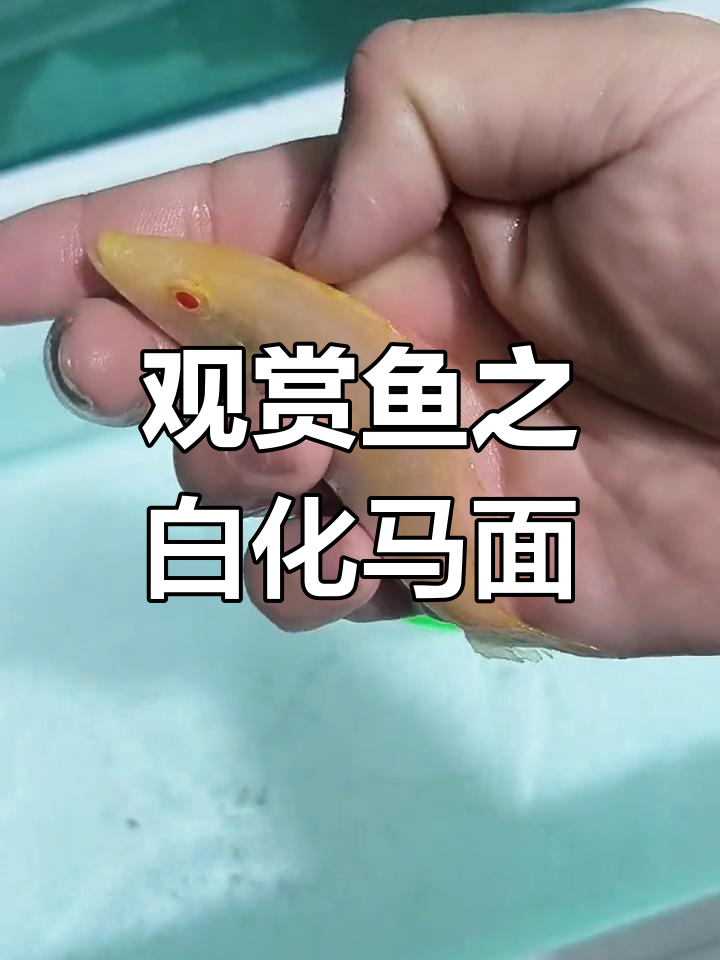 白化马面鱼与三湖慈鲷的奇妙世界