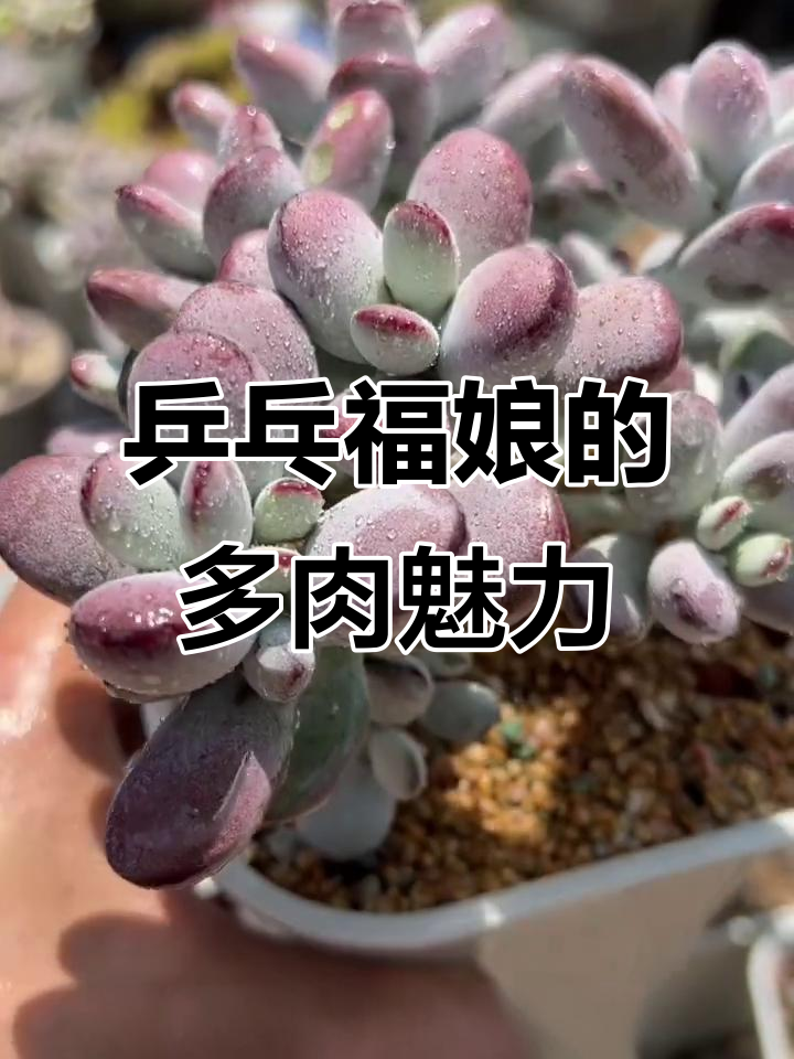 乒乓福娘:叶片紫红,花开如辣椒的美丽多肉植物