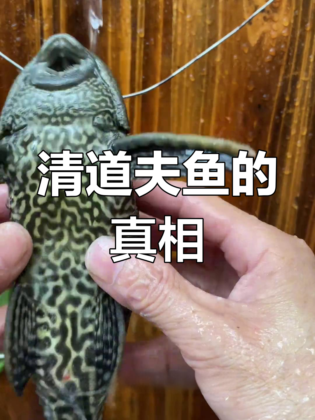清道夫鱼到底能不能吃?外来入侵物种的危害与争议