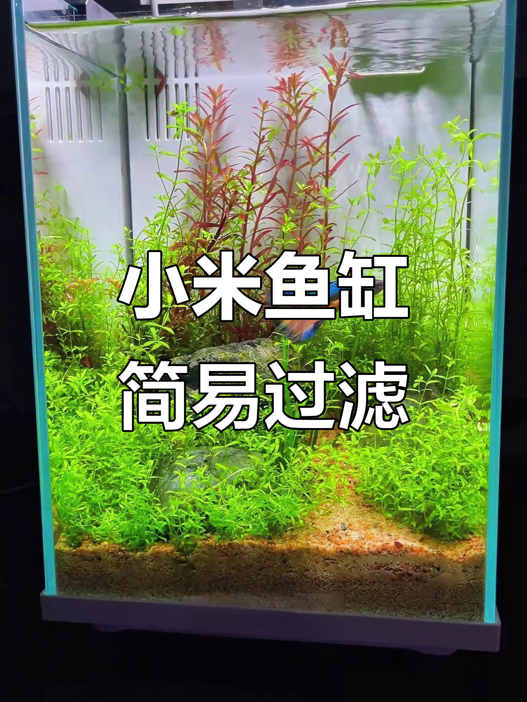 小米鱼缸过滤改造,底沙设计提升效果