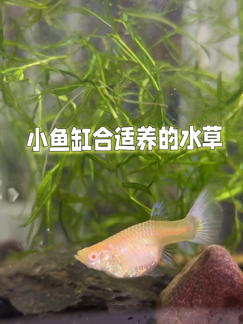 小鱼缸合适养的水草