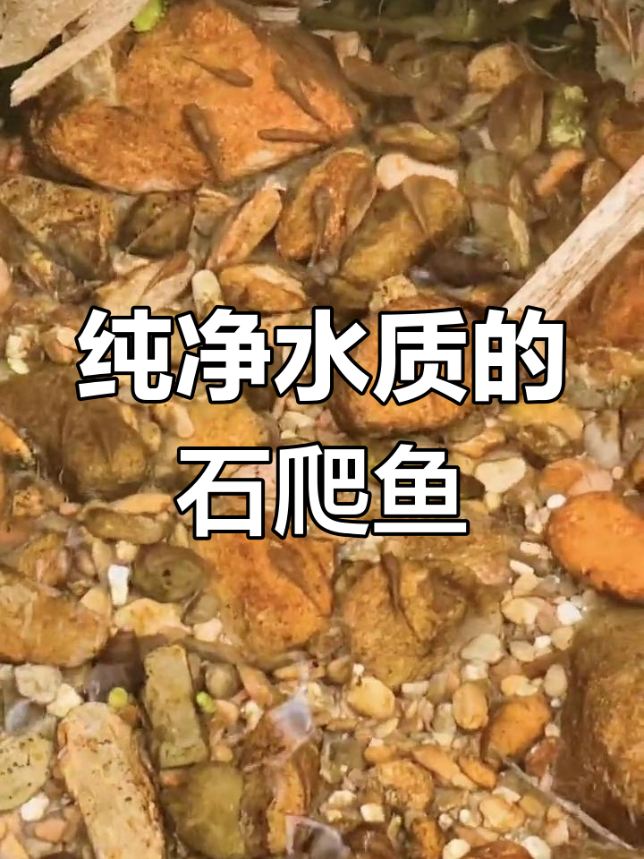 石爬鱼:山溪中的纯净美味,油炸后鲜香十足