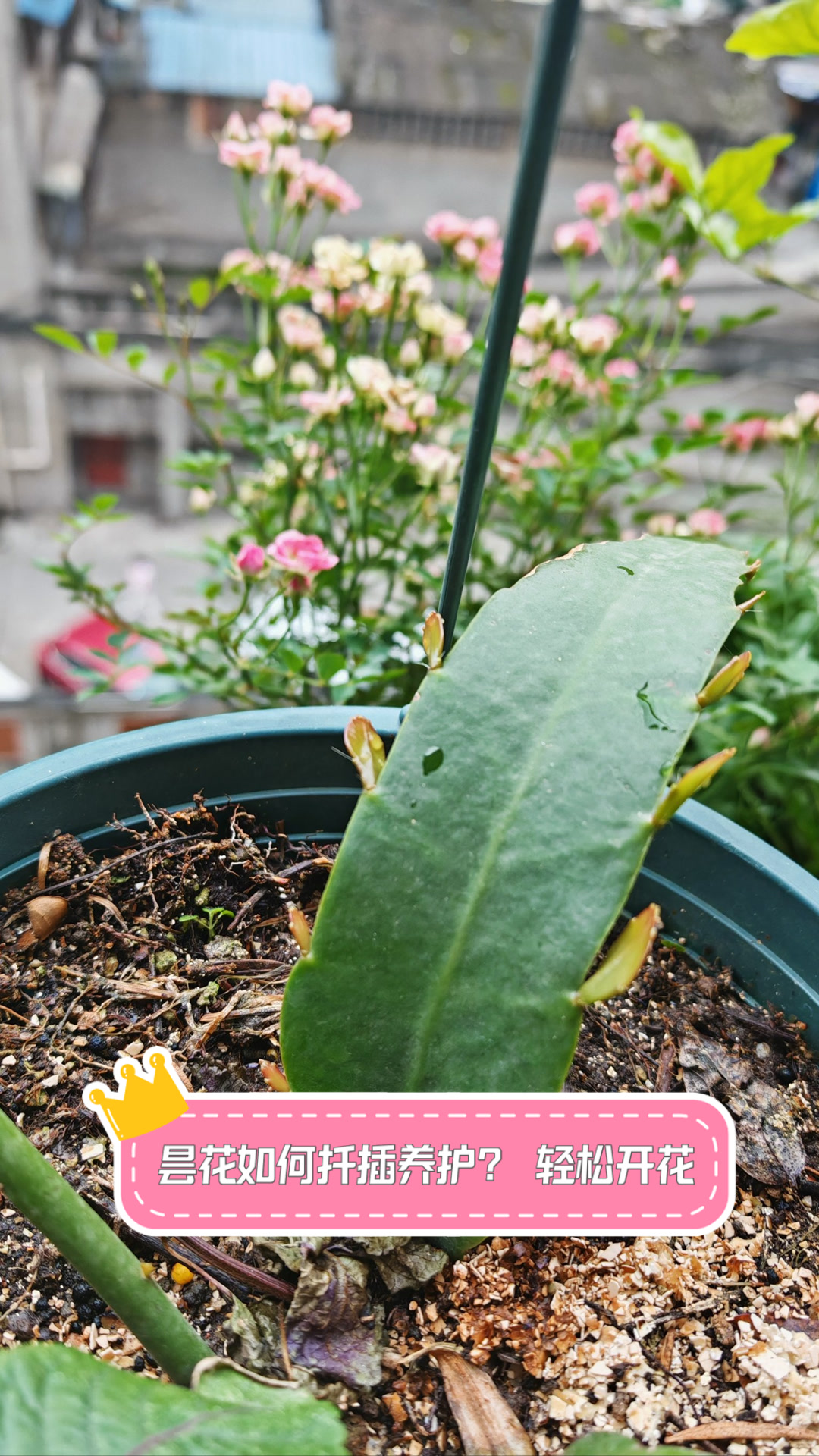 昙花如何扦插养护?轻松开花