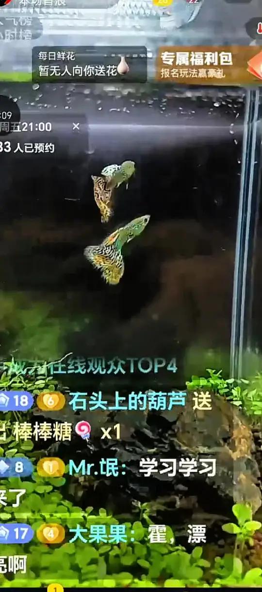 「孔雀鱼」上周直播回顾:关于黄蛇王选种鱼!