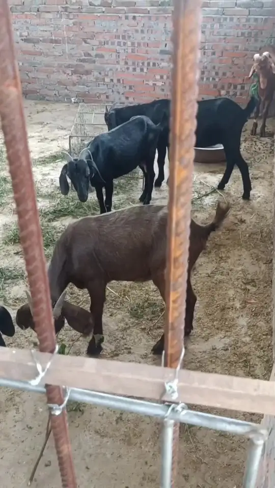 生态放养黑山羊的营养价值和功效究竟如何？
