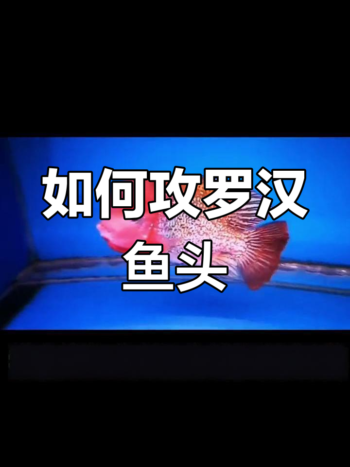 罗汉鱼起头技巧,如何促进头部发育