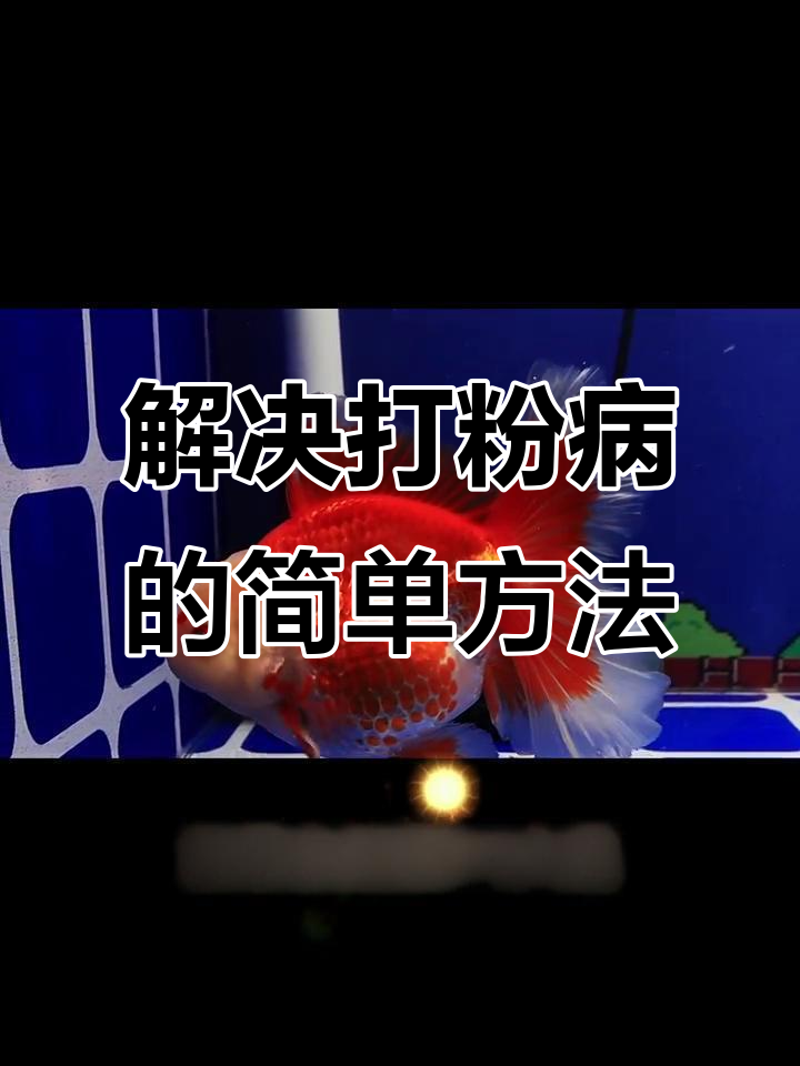 鱼得打粉病怎么办?水质调节轻松解决