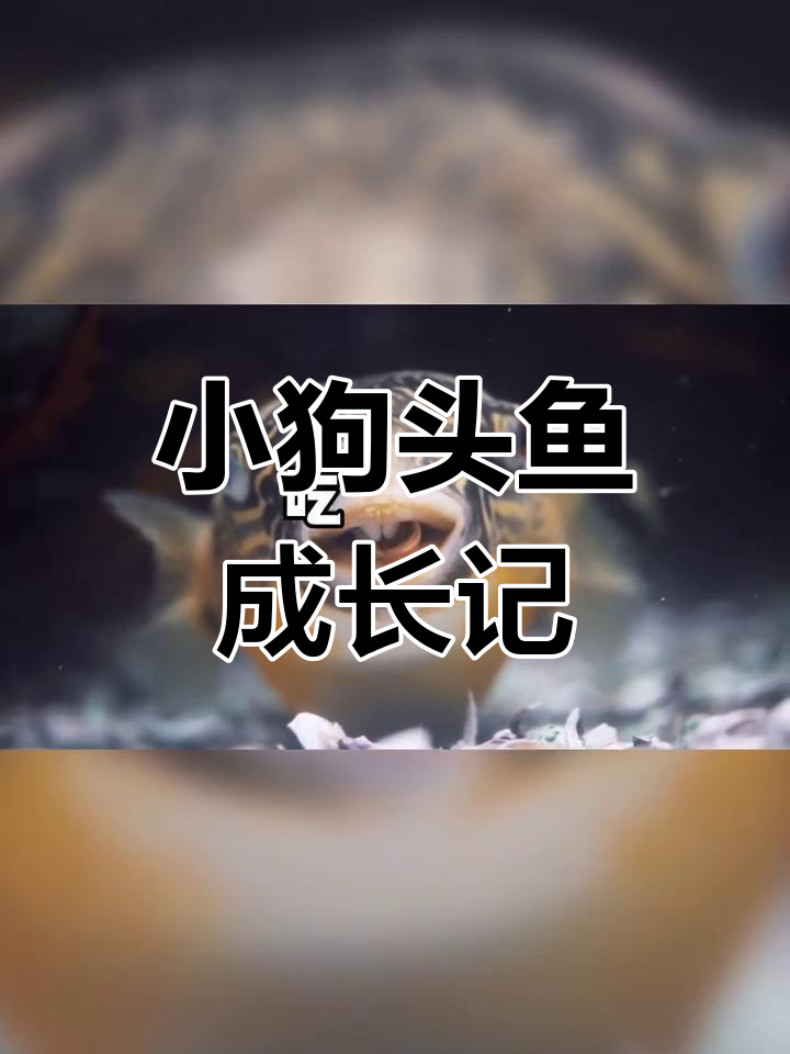 从抓小虾到吃螺蛳丝,小狗头鱼的成长之路