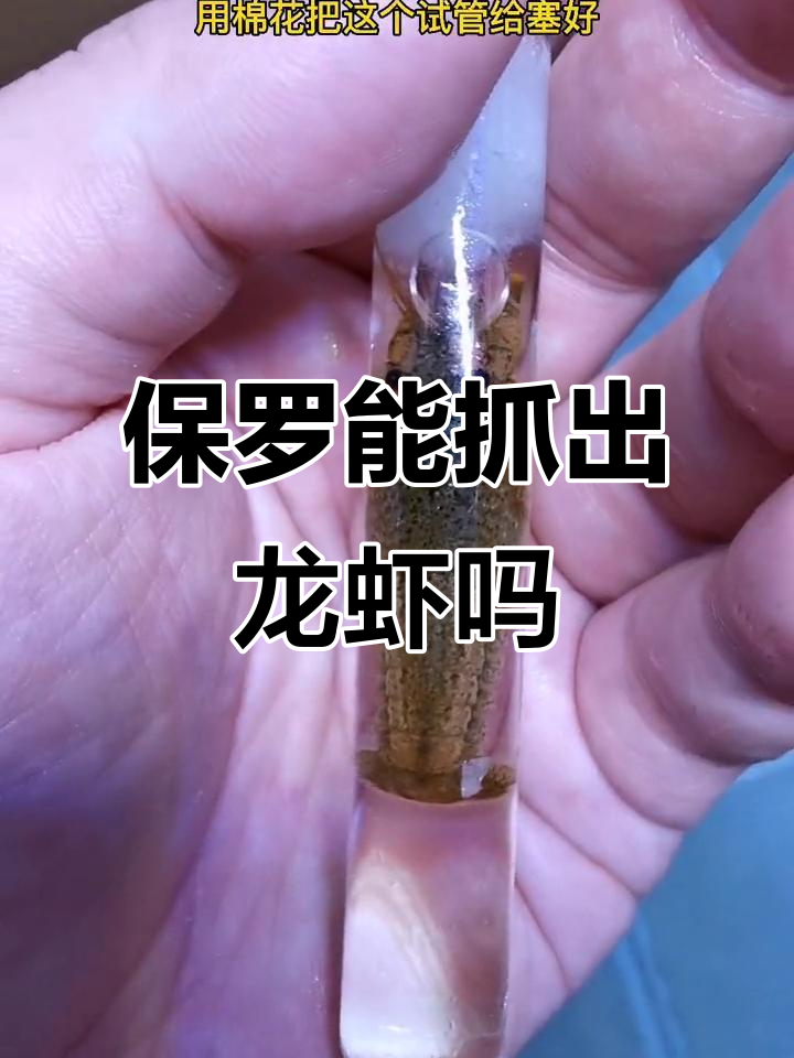章鱼保罗挑战试管龙虾，智商能否过关？