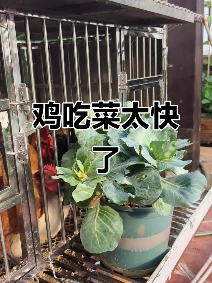 楼顶小菜园被鸡啄得精光,真能吃!
