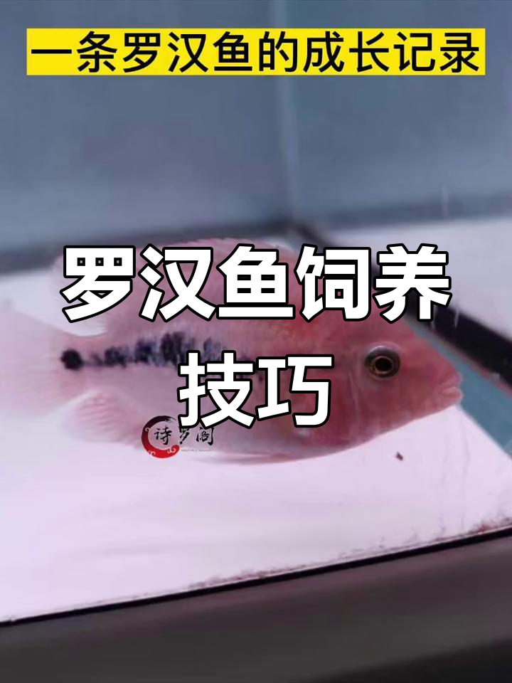 优质饲料助力罗汉鱼增色退沙