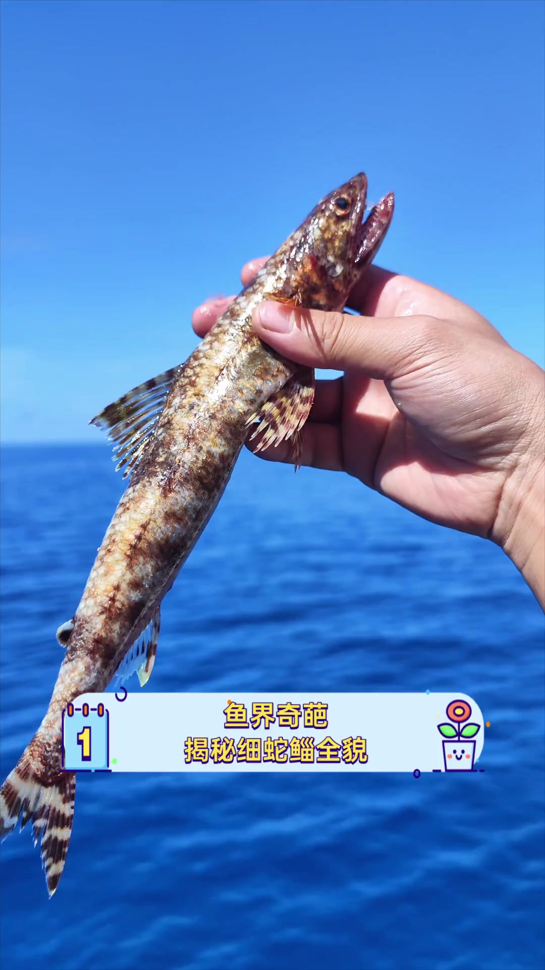 鱼界奇葩,揭秘细蛇鲻全貌