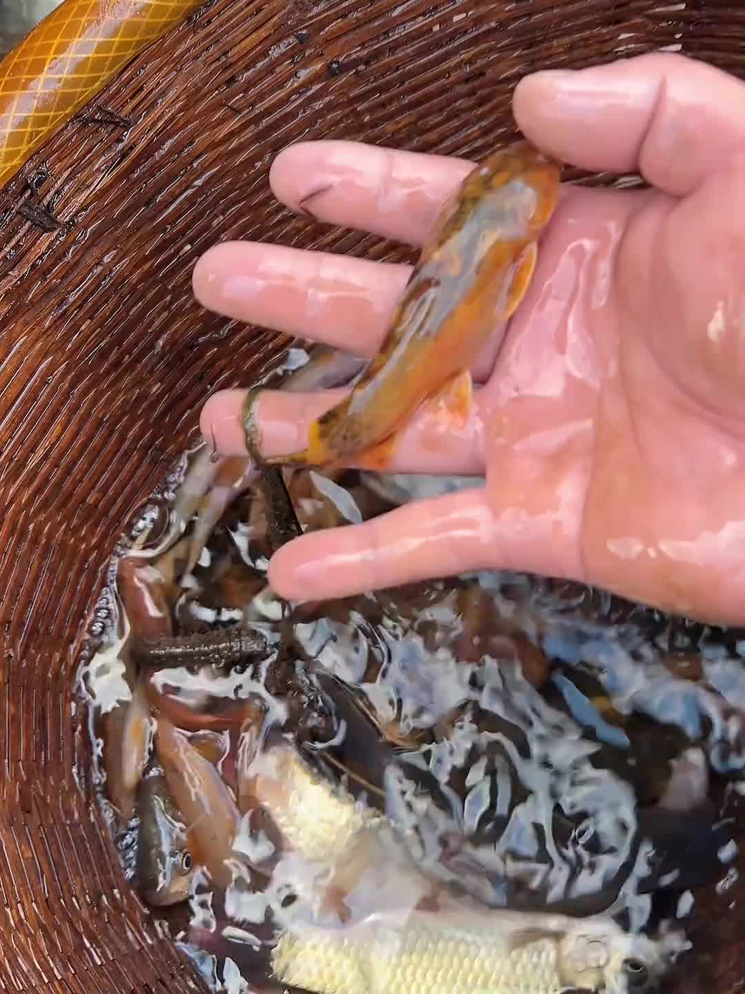 今天在表哥的带领下,收获太令人意外了,第一次抓到这么大的红尾巴鱼