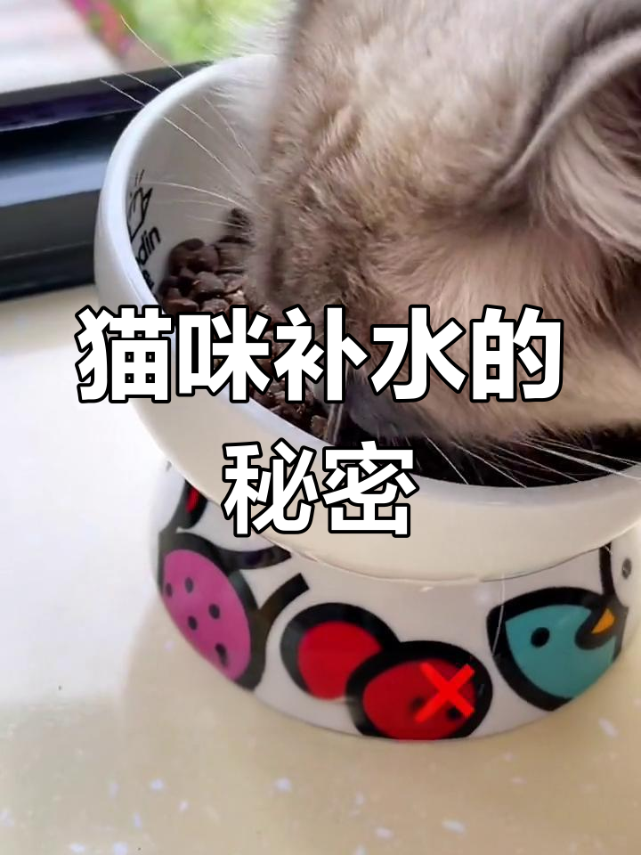 猫咪偶尔需要补水,这款深海鱼罐头是个不错的选择
