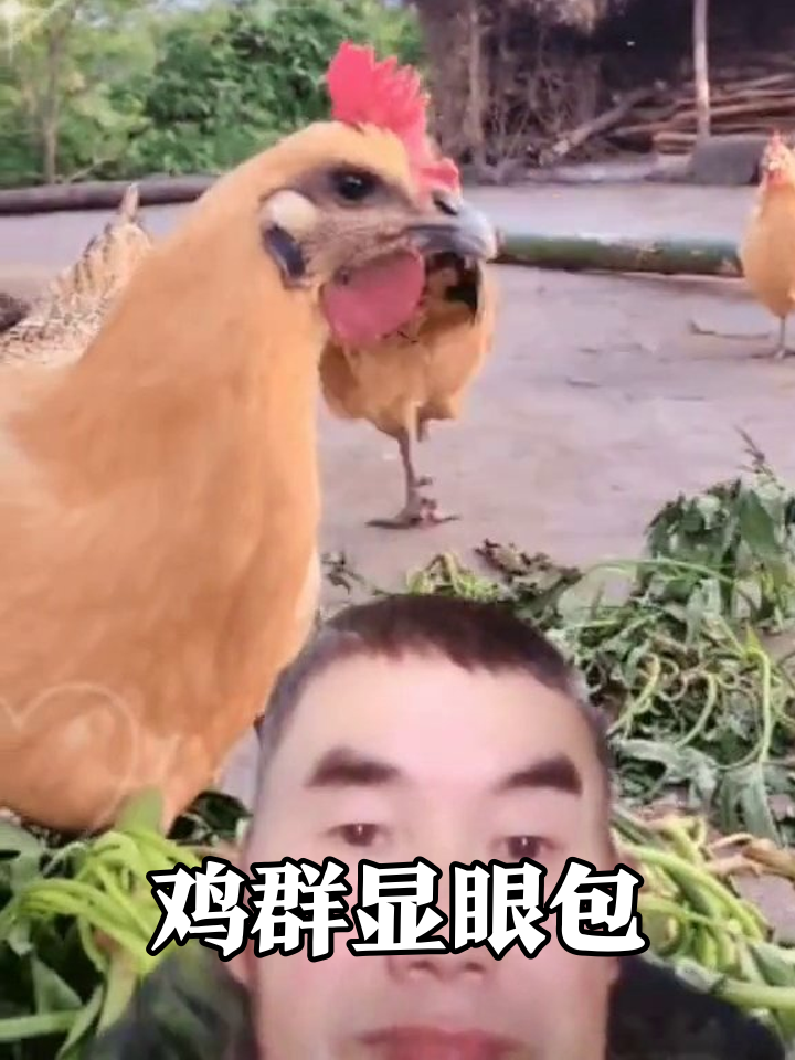 公鸡自带显眼包属性,母鸡吵架吵出表情包