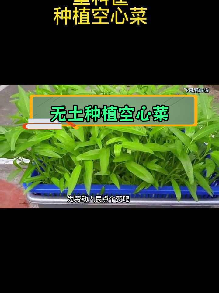 塑料筐水培空心菜,环保又高产