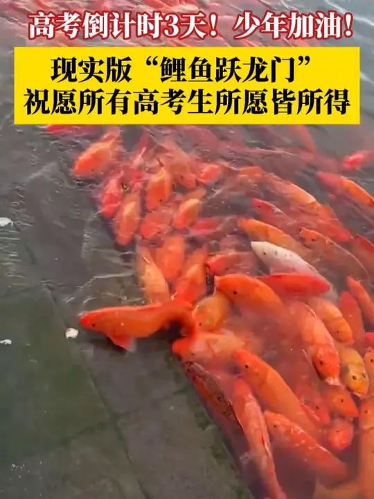 现实版“鲤鱼跃龙门”,祝愿所有高考生所愿皆所得!落笔生花,圆梦今夏