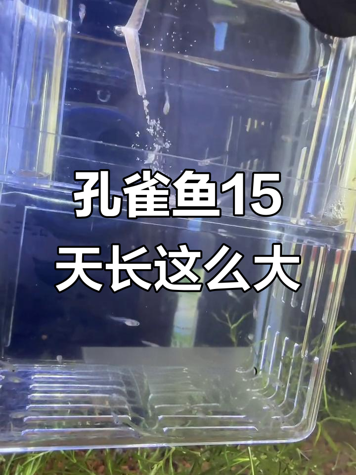 孔雀鱼15天能长多大？冷冻丰年虾喂养效果揭秘