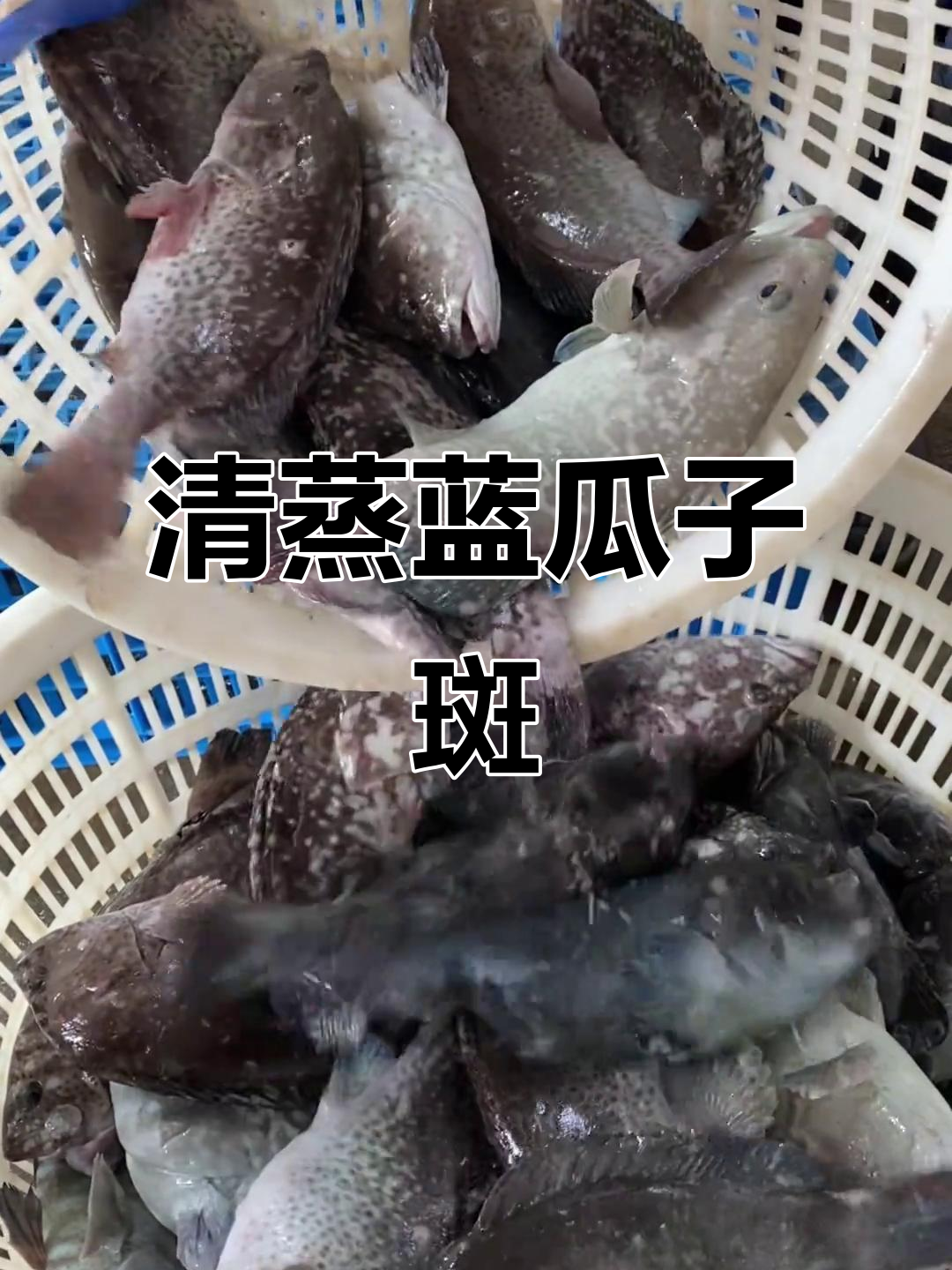 粤西最受欢迎的石斑鱼，清蒸蓝瓜子斑鲜美无比