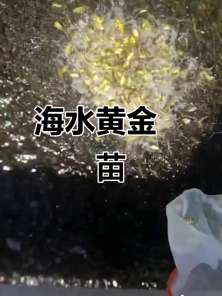 黄金鲹苗:海水观赏鱼,超多萌宠等你来养