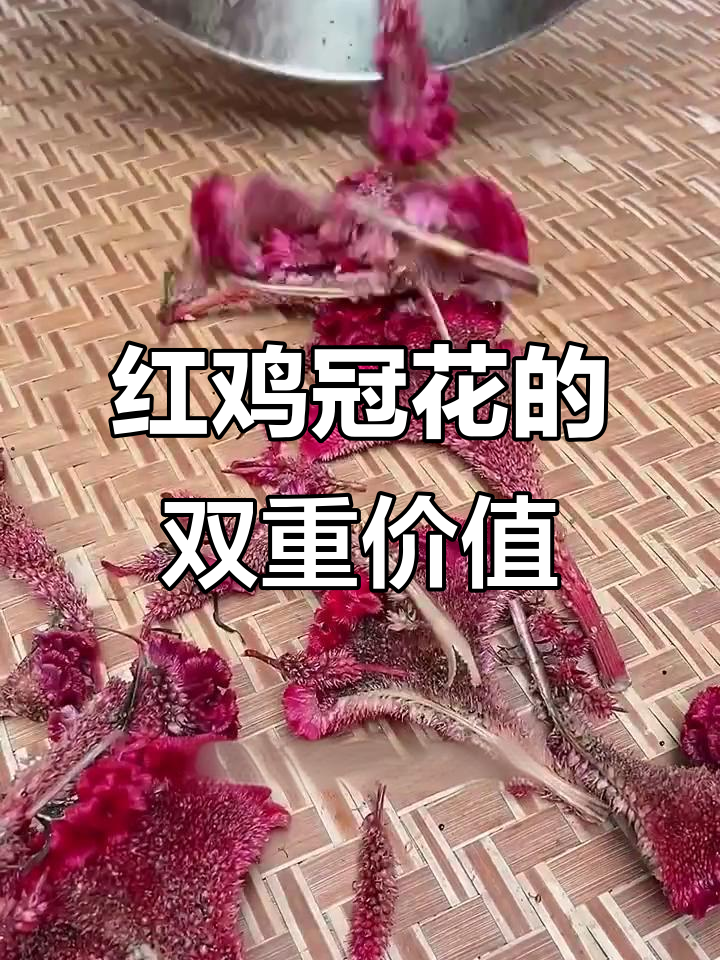 红色鸡冠花:从门口装饰到经济作物,村民的致富之路
