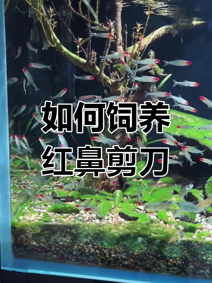 红鼻剪刀鱼群养技巧