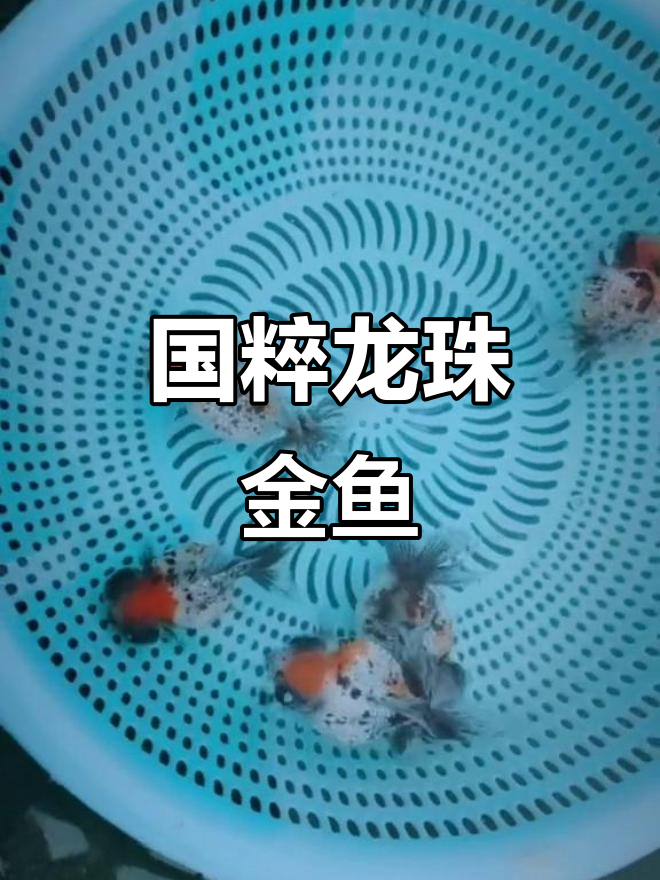 龙珠金鱼:国粹之美,不容忽视