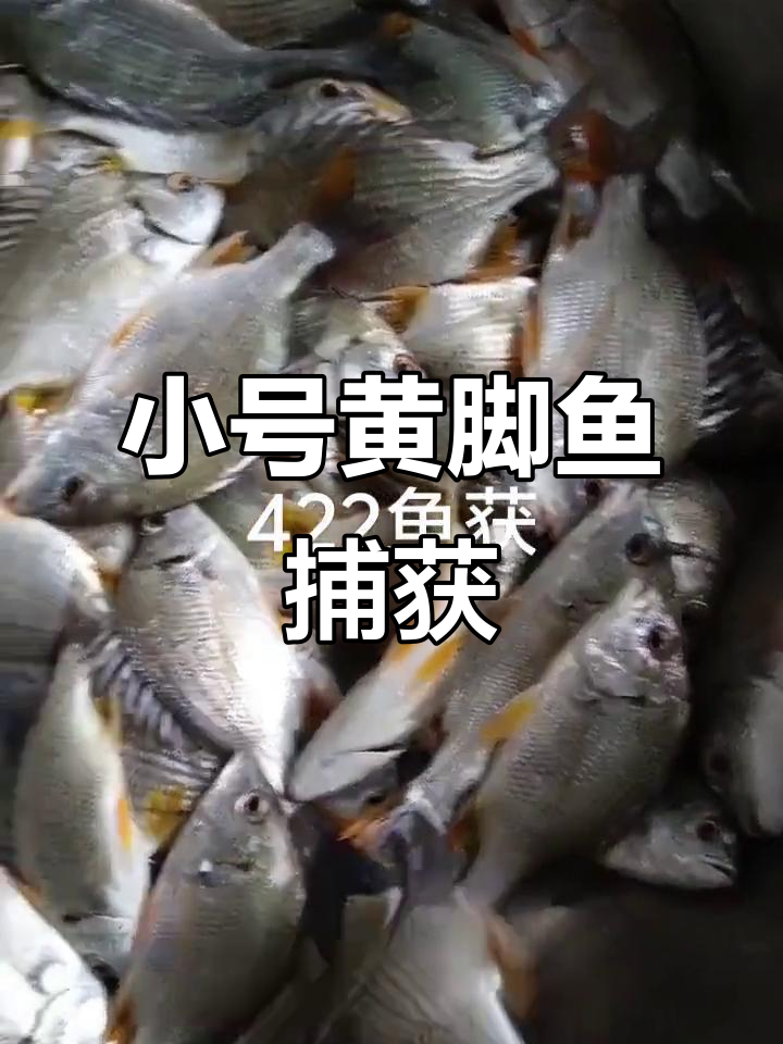422黄脚鱼腊味捕捞,小一号也有惊喜