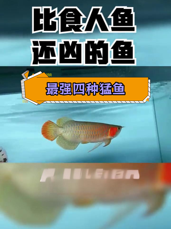 四大猛鱼,比食人鱼更凶狠