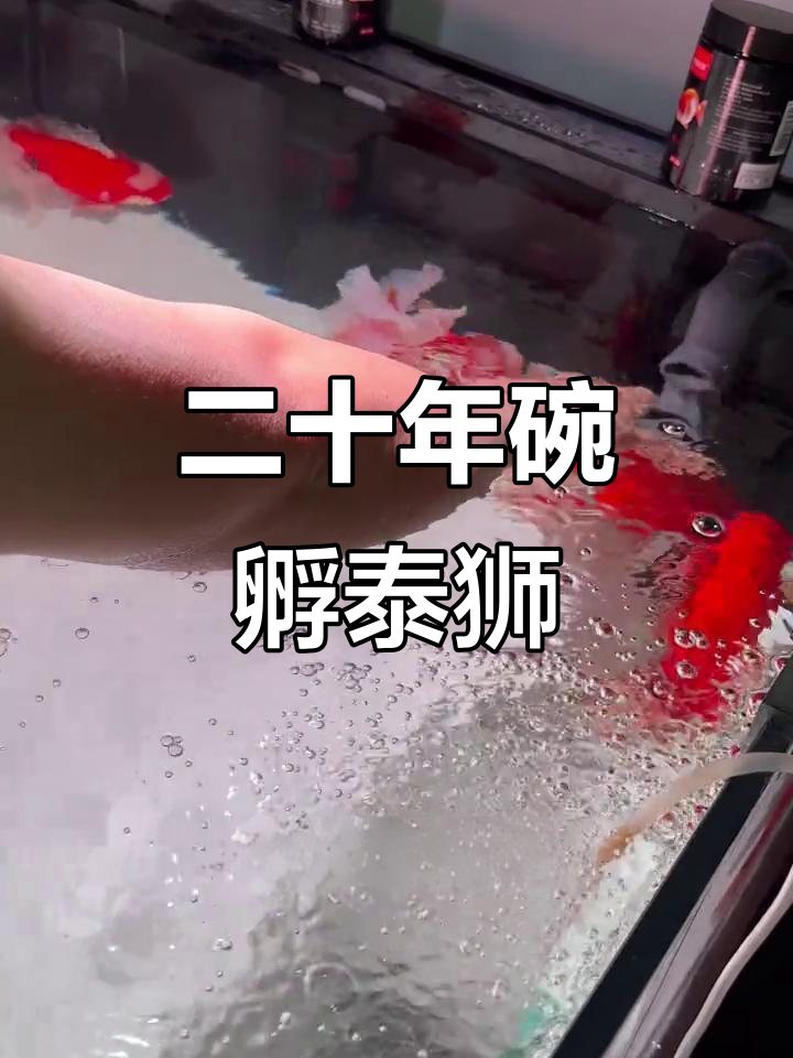 用了20年碗孵化泰狮，鱼卵受精成功！