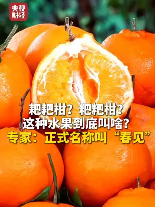 耙耙柑?粑粑柑?这种水果到底叫啥?专家:正式名称叫“春见”