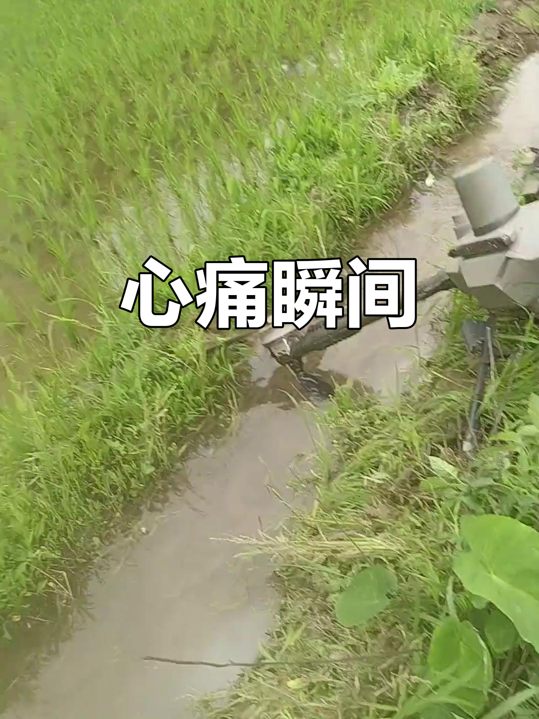 卤鱿鱼西不芦,心痛不已!