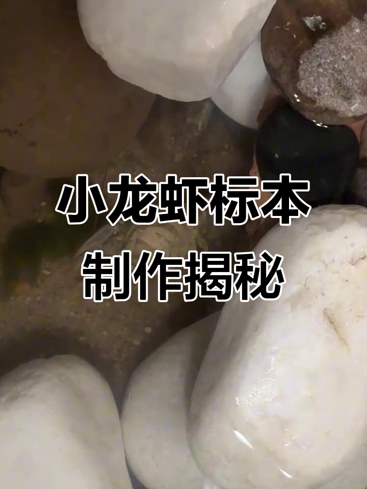 小龙虾标本制作全过程:从拆解到酒精处理,细节全纪录