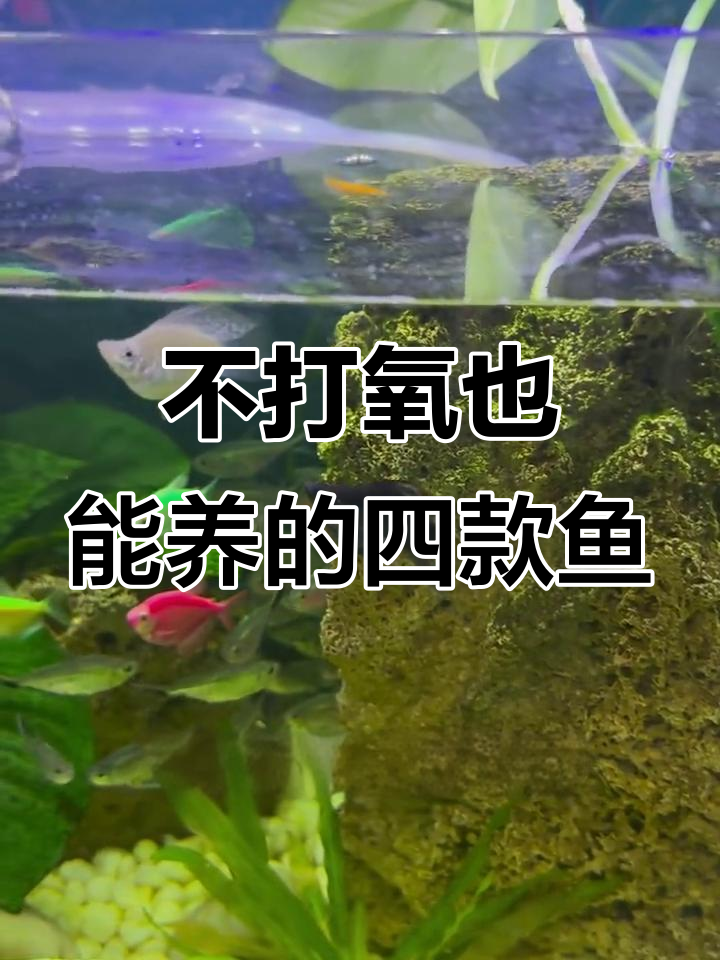不用过滤不打氧,四种最适合的观赏鱼推荐