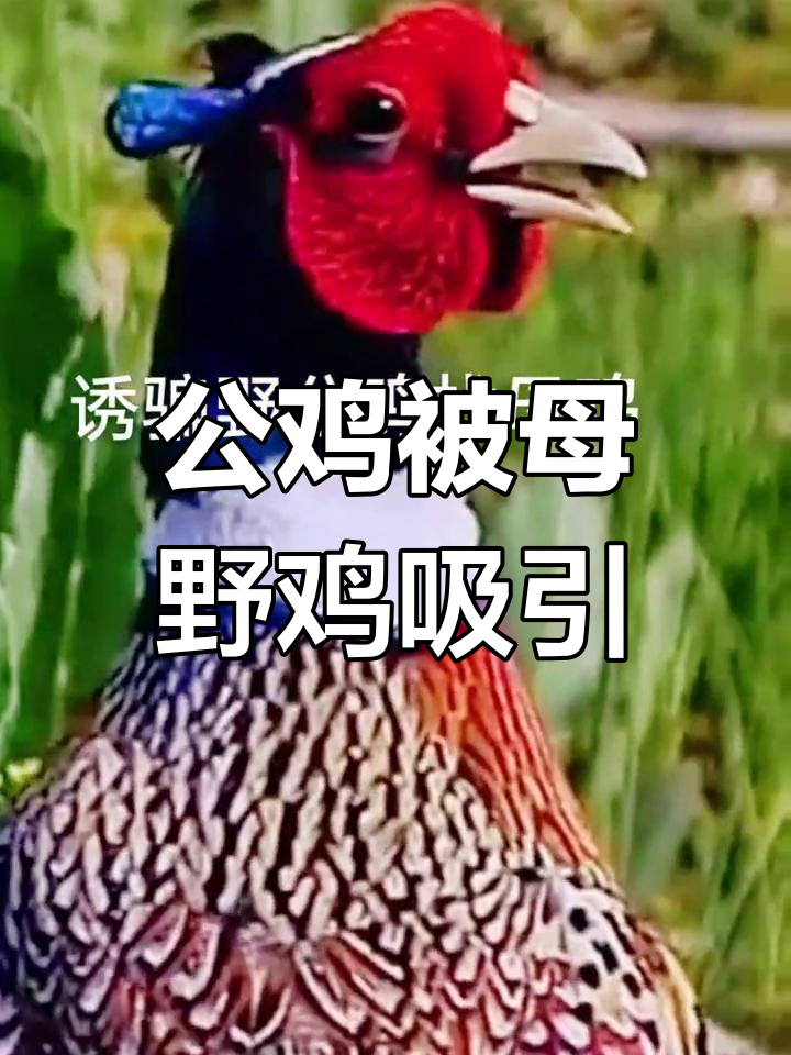 母野鸡用叫声吸引公鸡,成功引诱浪漫邂逅