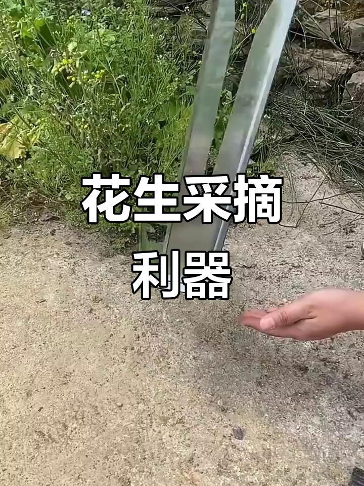 摘花生神器,轻松快速去壳,毛豆也能用