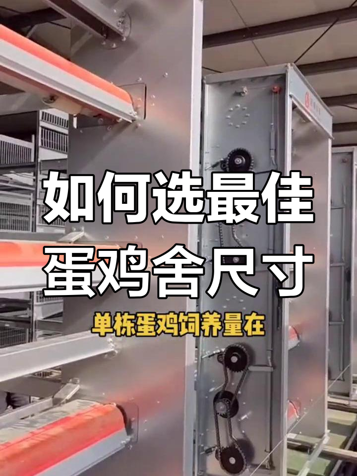 蛋鸡舍尺寸如何选择?性价比最高的设计揭秘